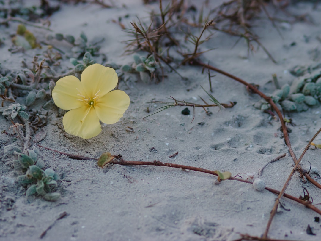 découvrez la beauté des fleurs de vigne, symboles d'élégance et de fraîcheur. apprenez à les cultiver et à les entretenir pour apporter une touche florale exquise à votre jardin.