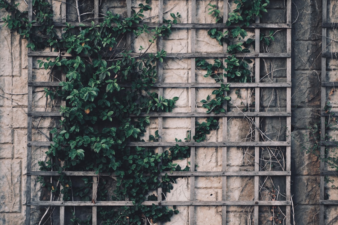 découvrez l'élégance des fleurs de vigne, symboles de beauté et de liberté. apprenez à les cultiver et à sublimer votre jardin avec ces plantes grimpantes aux couleurs éclatantes.