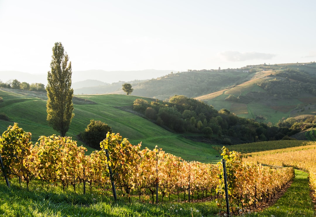 découvrez les plus beaux vignobles français, leur histoire, leur terroir et les cépages emblématiques qui font la renommée des vins de france. partez à la découverte des régions viticoles et de leurs traditions uniques.