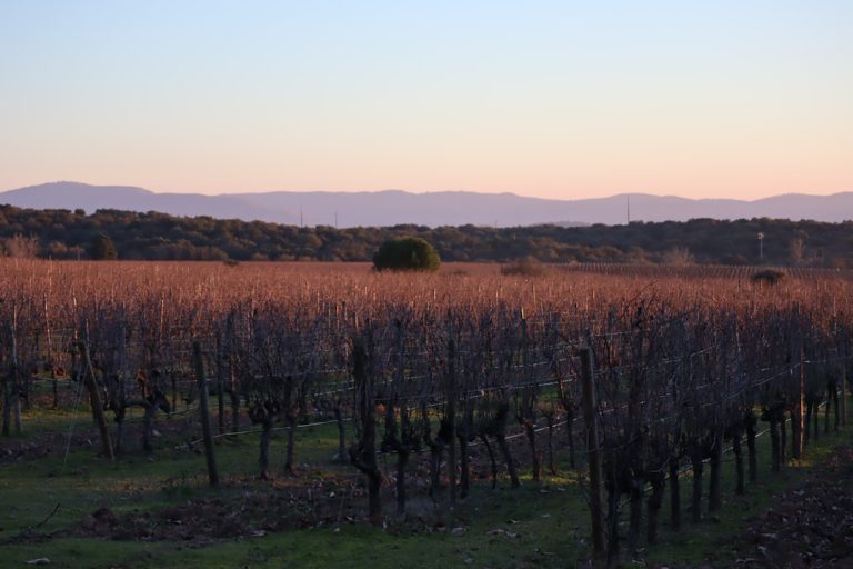 découvrez l'oenologie, l'art et la science du vin, qui explore la culture, la vinification et la dégustation. apprenez à apprécier chaque gorgée et à comprendre les subtilités des différents cépages et terroirs.