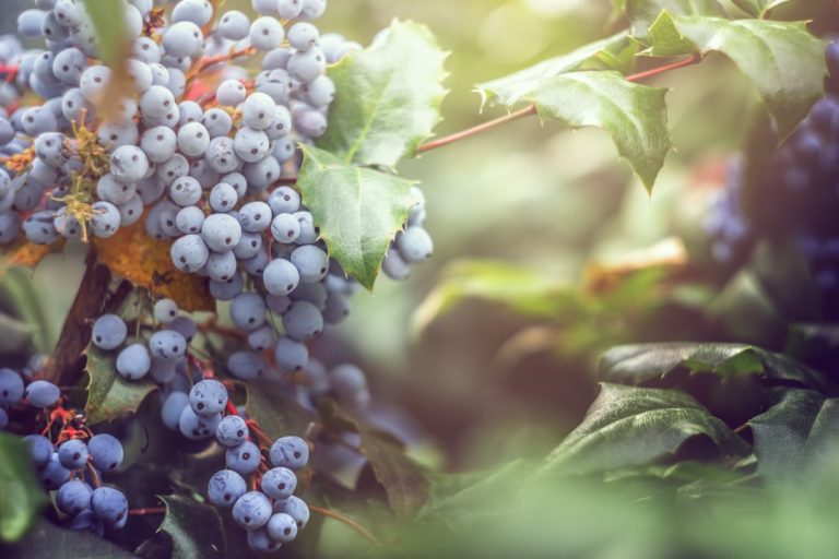 découvrez les vins de provence, une région renommée pour ses vignobles ensoleillés et ses cépages uniques. plongez dans l'univers des rosés délicats, des rouges puissants et des blancs aromatiques, tout en explorant les traditions viticoles et les paysages enchanteurs de cette magnifique région française.